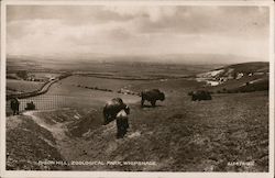 Bison Hill, Zoological Park, Whipsnade Dunstable, England Postcard Postcard Postcard