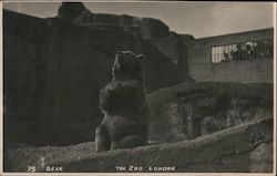 Sitting Bear, London Zoo Postcard