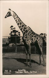 Giraffe, Taronga Park Sydney, Australia B. Postcard Postcard Postcard