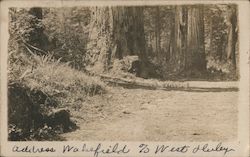 Smith River / Crescent City Wooded Scene Postcard