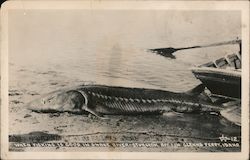 When Fishing is. Good in Snake River - Sturgeon Postcard