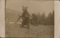 Bears Standing on Two Feet Postcard Postcard Postcard