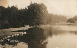 Lake in Lithia Park Postcard