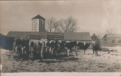 Cows in Farm Postcard
