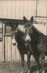 Two Horses Facing Camera Postcard