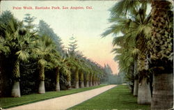 Palm Walk, Eastlake Park Postcard