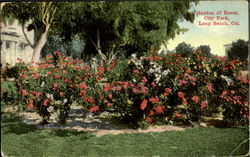 Garden of Roses, City Park Long Beach, CA Postcard Postcard