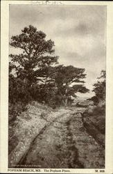 The Popham Pines Popham Beach, ME Postcard 