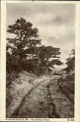 The Popham Pines Popham Beach, ME Postcard Postcard