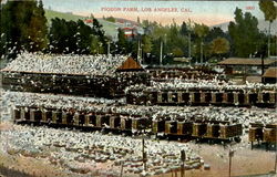 Pigeon Farm Postcard