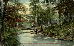 In the Maine Woods, View on Kenduskeag Stream Postcard Postcard