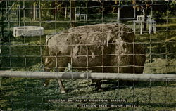 American Buffolo At Zoological Gardens, Franklin Park Postcard