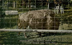 American Buffolo At Zoological Gardens, Franklin Park Boston, MA Postcard Postcard