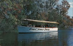 Florida Silver Springs Postcard