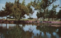 Golfing in Alameda Postcard