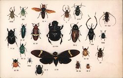 Beetles of the World Postcard