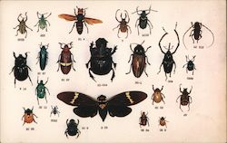 Beetles of the World Brooklyn, NY Postcard Postcard Postcard