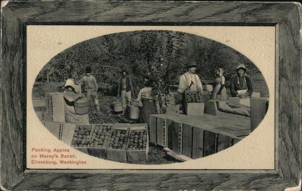 Packing Apples on Maxey's Ranch Ellensburg Washington