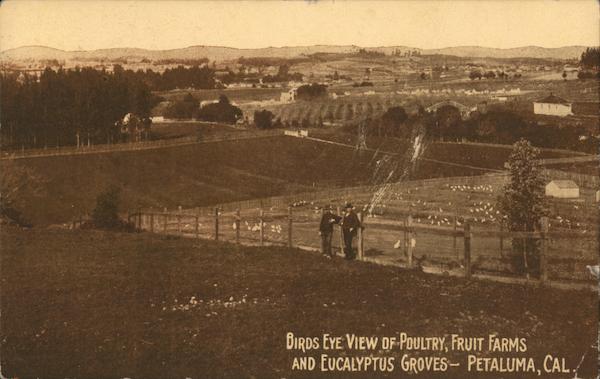 Birds Eye View of Poultry, Fruit Farms and Eucalyptus Groves Petaluma California