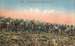 Cutting Sugar Cane, Hawaiian Islands Postcard