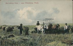 Harvesting Oats Ellensburg, WA Postcard Postcard Postcard
