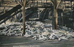 Interior of Salmon Cannery Postcard