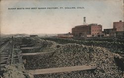 Sugar Beets and Beet Sugar Factory Fort Collins, CO Postcard Postcard Postcard