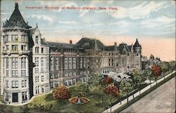 American Museum of Natural History Postcard