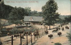 Buffalo Range, Zoological Gardens Postcard