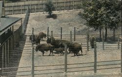 Several Large Buffalo in a Pen Postcard