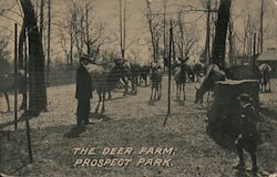 The Deer Farm, Prospect Park Postcard