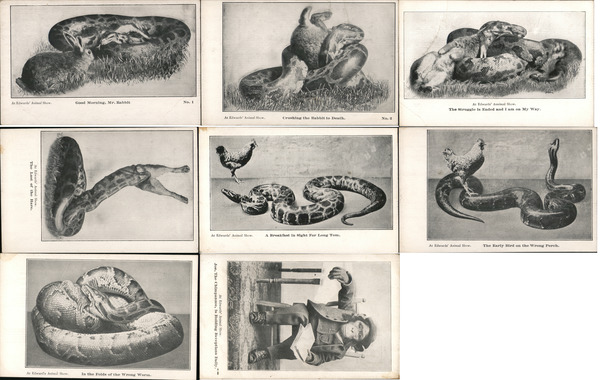 Lot of 8: Snakes, Edwards' Animal Show
