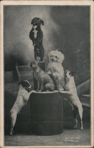 Five Posing Dogs H. H. Linn Dog Show