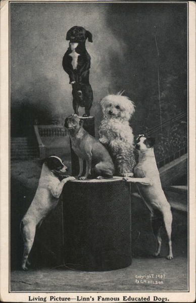 Linn's Famous Educated Dogs