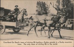 Courtland Du Rand's team of driving Elk leading a Rodeo Parade in a Rocky Mountain Town. The only team of driving Elk in Postcard