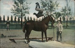 Riding School Gymnastics Horses Postcard Postcard Postcard
