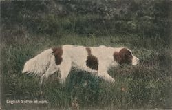 English Setter Dogs Postcard Postcard Postcard