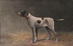 Short Haired Hunting Dog Postcard