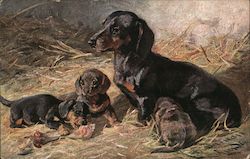 Daschund and Puppies Postcard