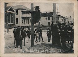 Traveling Bears Doing Stunts Postcard