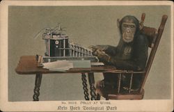 Polly at Work - New York Zoological Park Postcard