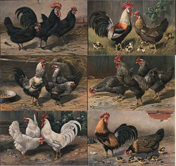 Lot of 6: Chickens & Roosters Postcard