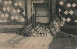Tigre de Bengala - Lone Tiger in India Postcard