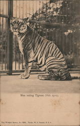 Man eating Tigress Postcard