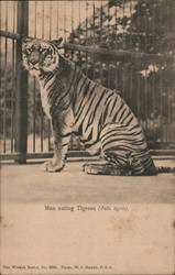 Man eating Tigress Tigers Postcard Postcard Postcard