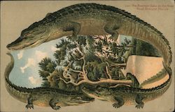 S611 Alligator Border The Boston Oaks on the River Alligators Postcard Postcard Postcard