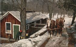 Two horses next to a Northeastern home holding a trough as a man in a red beenie takes sap from a tree Postcard