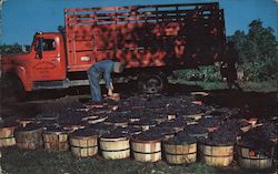 Grape Harvest, Our Lady of the Assumption Abbey Ava, MO Postcard Postcard Postcard