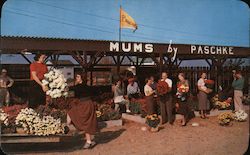 Mums by Paschke Erie, PA Postcard Postcard Postcard