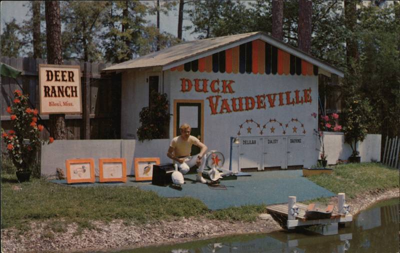 Duck Vaudeville Show at Eight Flags Deer Ranch Biloxi Mississippi